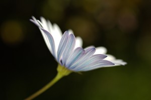 Under The Winter Daisy